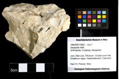 Foto (Objekt + Etiketten) von Decapoda indet. 